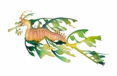 Leafy Dragon Seahorse