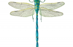 Dragonfly - SOLD