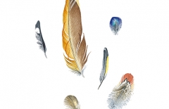 Falling Feathers 1