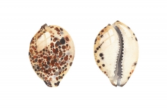 Tiger Cowrie Shell