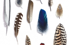 Feather Collections