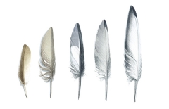 Feathers in a Row