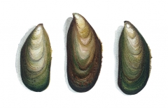 Green Lip Mussels II