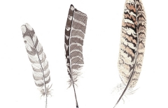 Gull & Pheasant Feathers