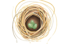 Nest (ix)