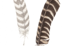 Two Gull Feathers