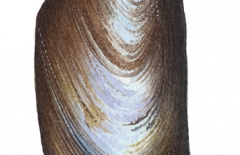 Exe Estuary Mussel Shell