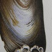 mussel painting